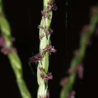 Digitaria ciliaris (Retz.) Koeler